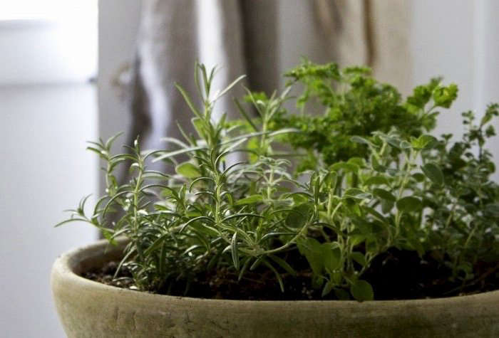 Grow your own, with our Small Space DIY: Countertop Herb Garden. Photograph by Erin Boyle.