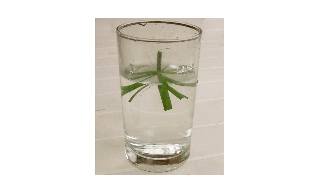 Root Cyperus alternifolius in water. Photograph by Jungle Rebel via Flickr.