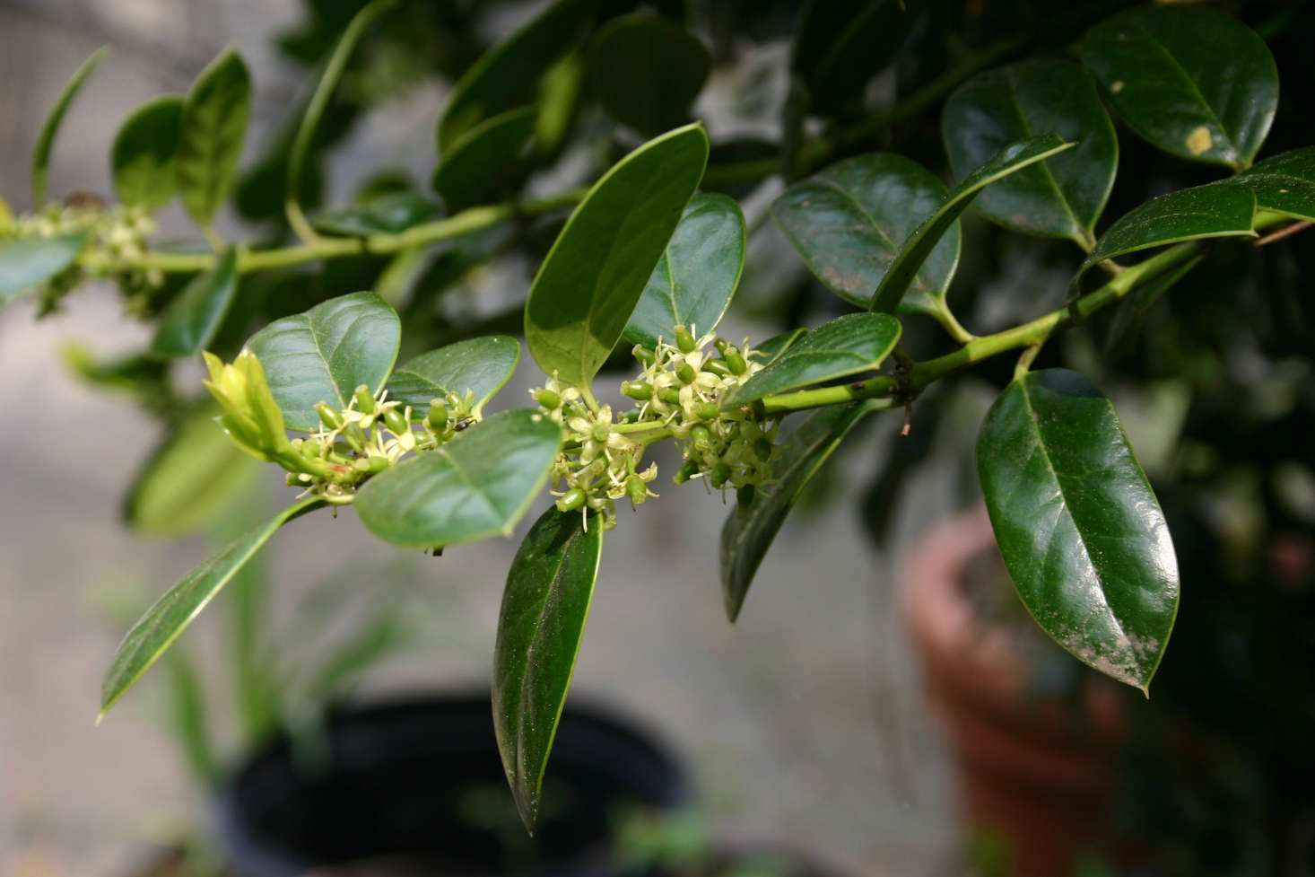 Deck the Halls 5 Best Holly Trees for a Garden (and Garlands) Gardenista