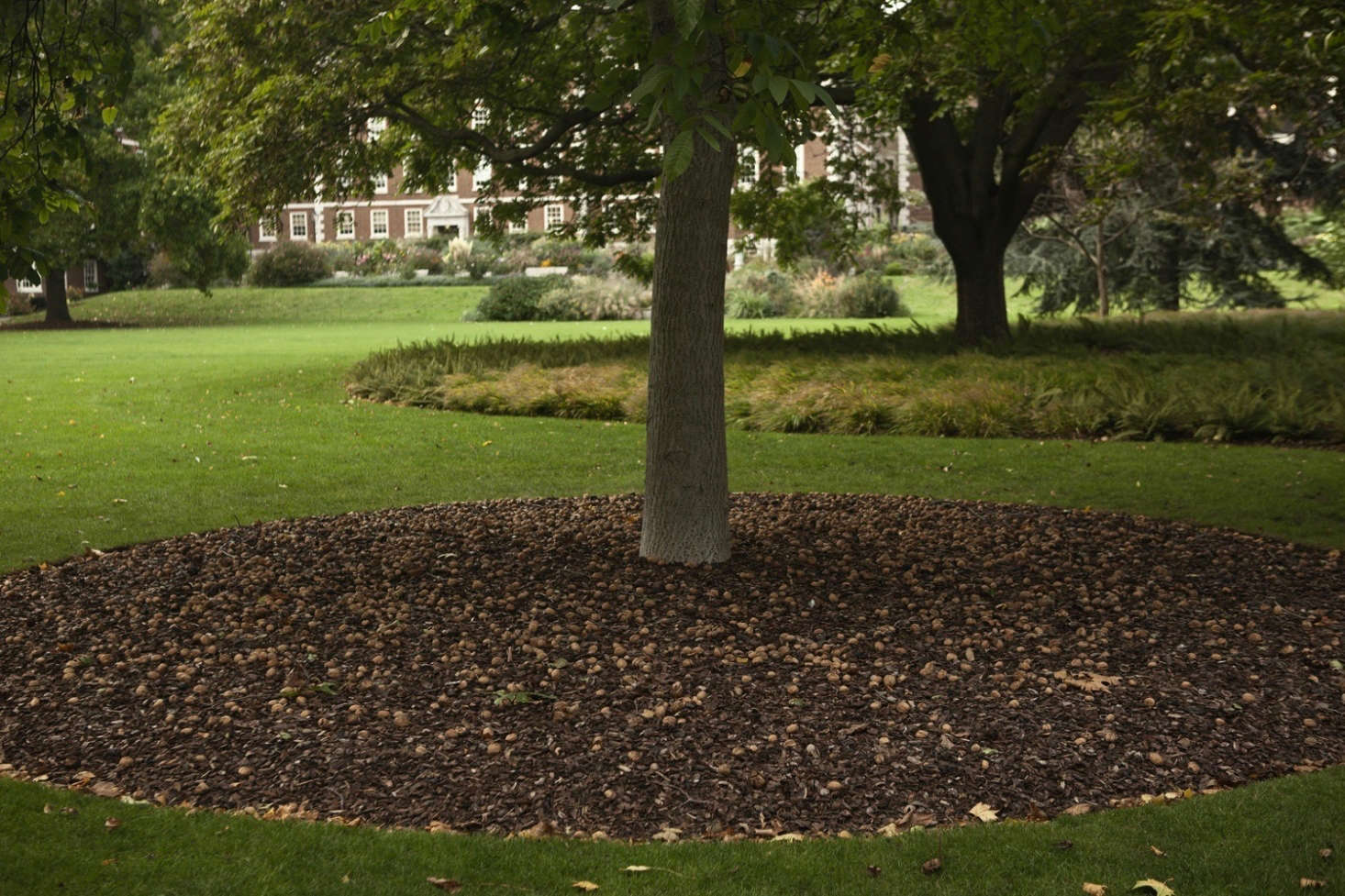 A large circle of mulch around a walnut tree. Photograph by Jim Powell, from Almost Private: A Secret River Garden in Central London.