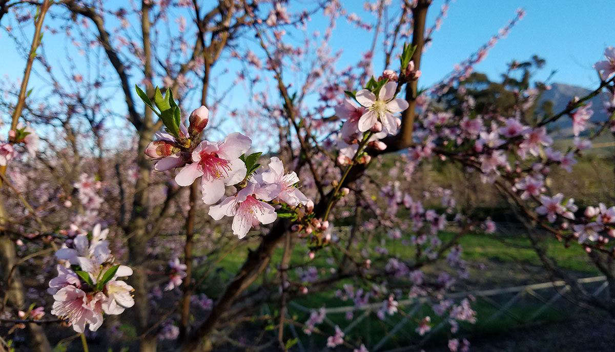 Peaches in bloom at Babylonstoren by Marie Viljoen