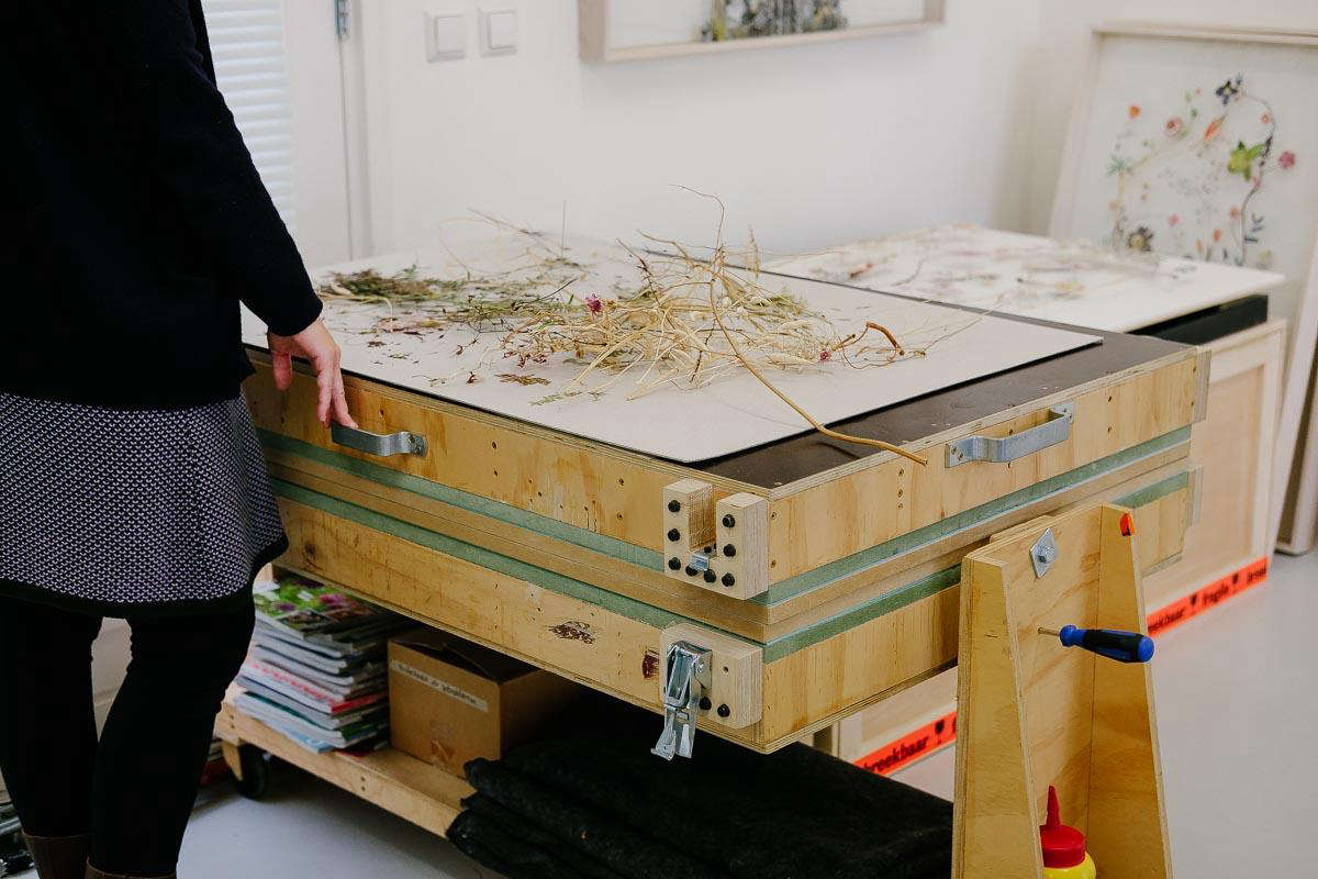A custom-built plant press accommodates long stems. Anne uses sweet pea vines, wild fennel and dock stems.