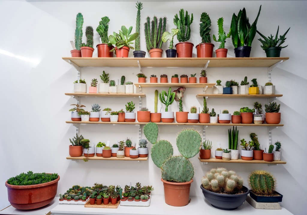 Cactus and Succulents at Prick in London Gardenista