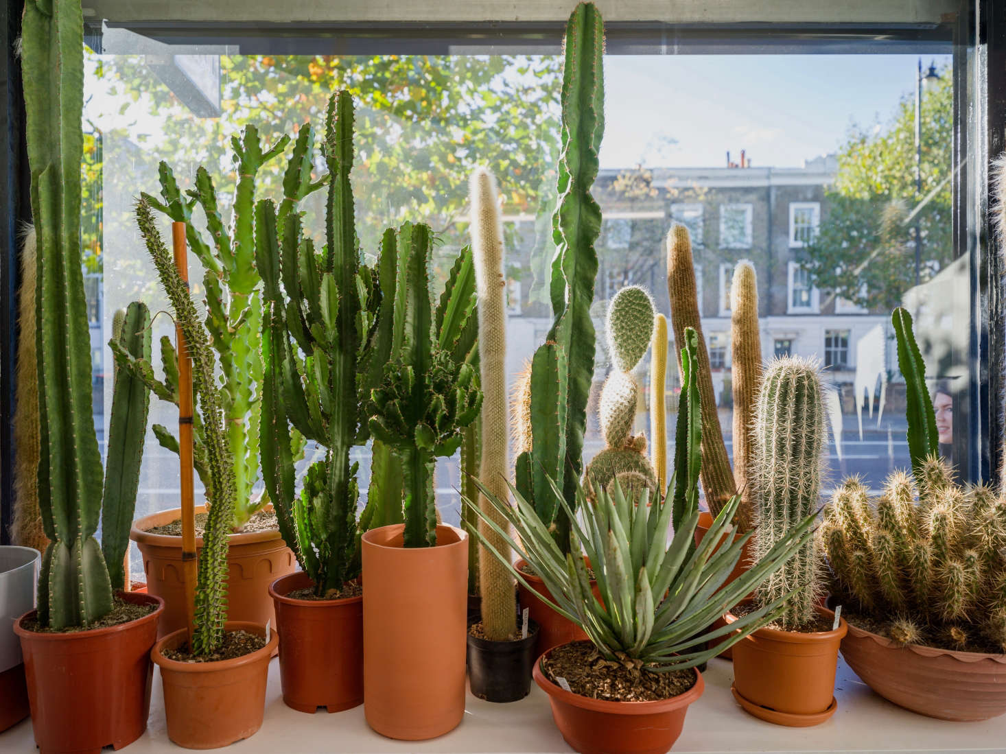 Cactus and Succulents at Prick in London Gardenista