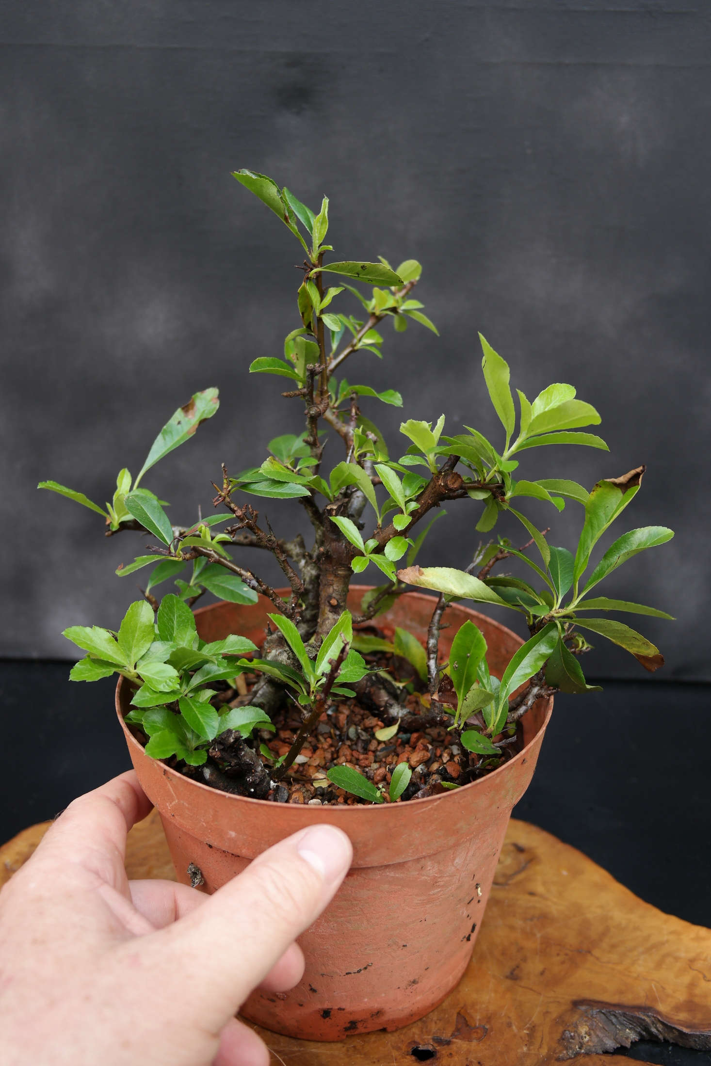 Cuttings from a pyracantha shrub. Photograph by Jerry Norbury via Flickr.