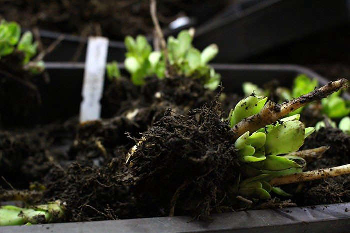 Sedums, ready for a new home. Photograph by Kendra Wilson.