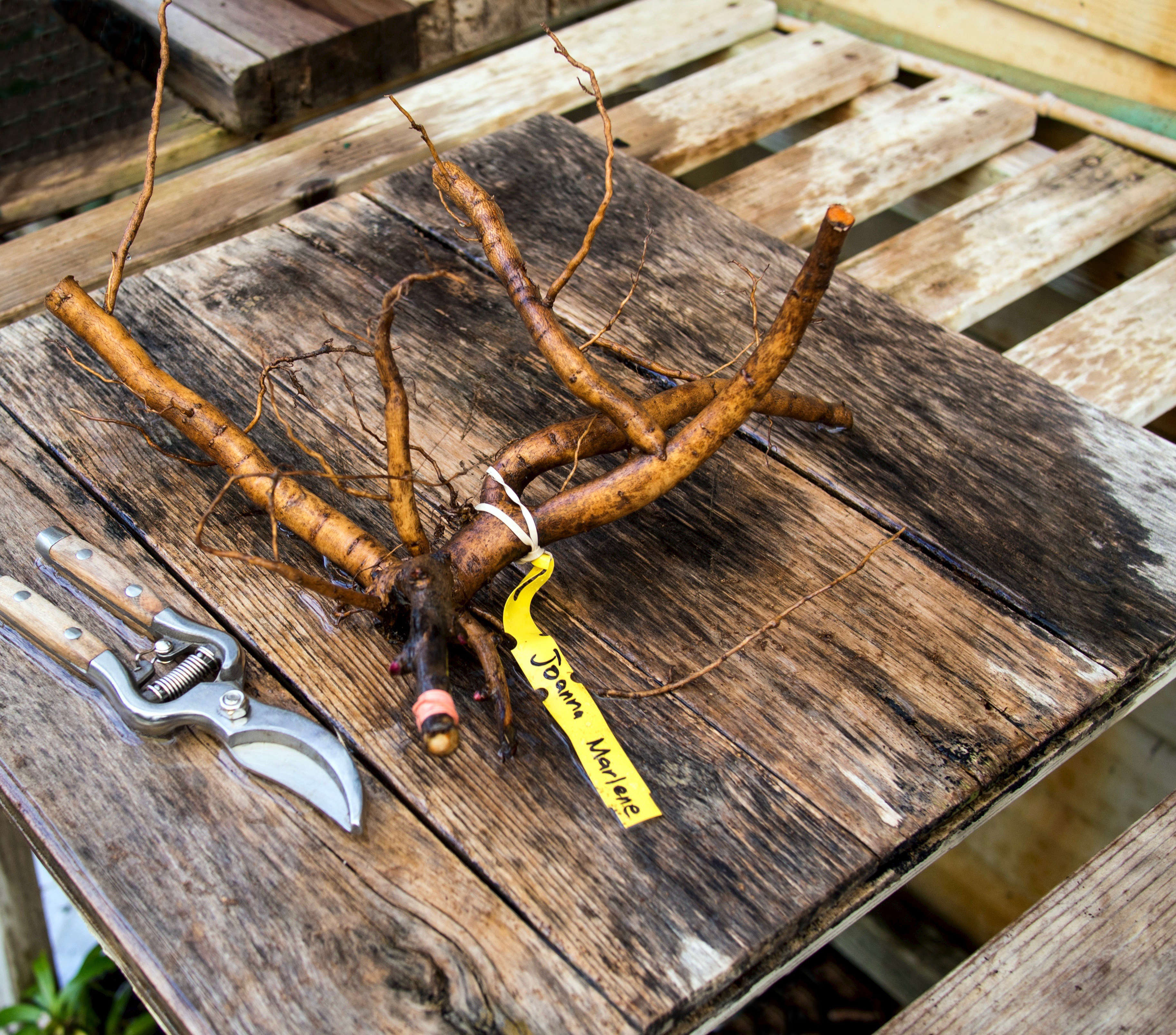Secrets of an English Head Gardener: How to Transplant Shrubs and Perennials