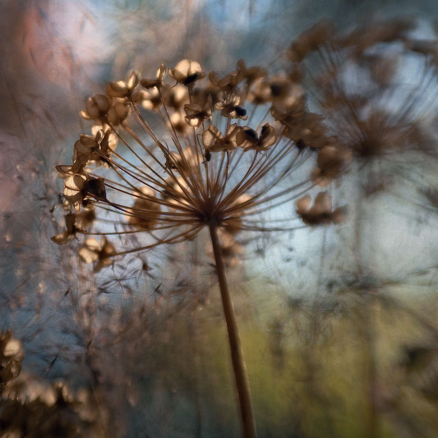 An allium in December. Photograph by Anne Worner via Flickr.