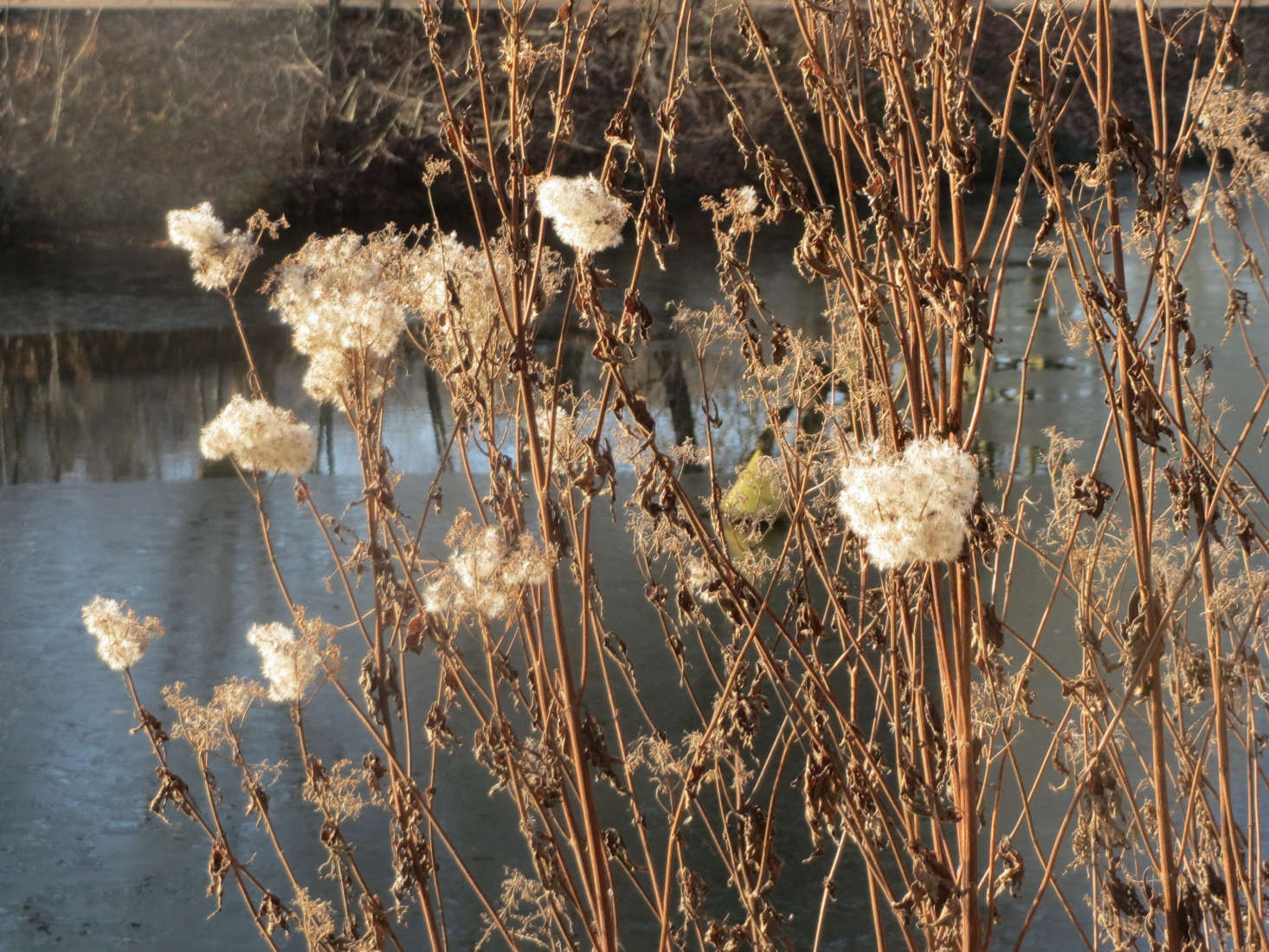 Eupatorium cannabinum in December. Photograph by Andreas Rockstein via Flickr.