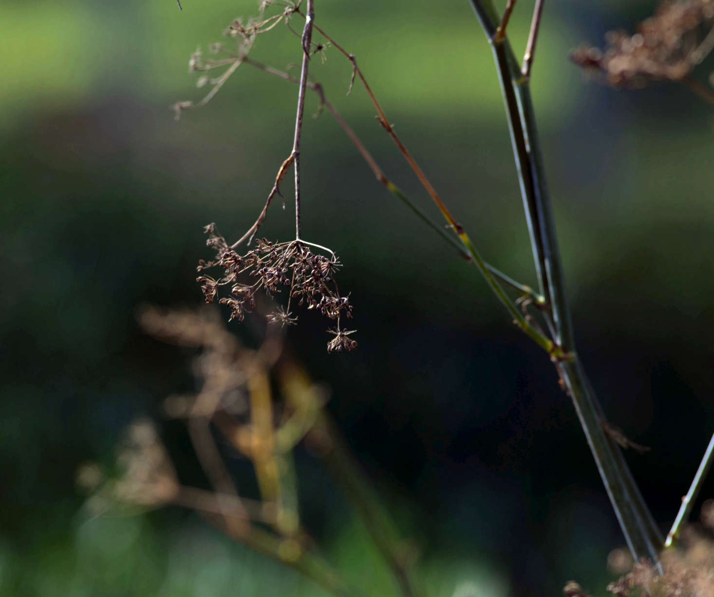 Fennel in the winter. Photograph by Anne Reeves via Flickr.