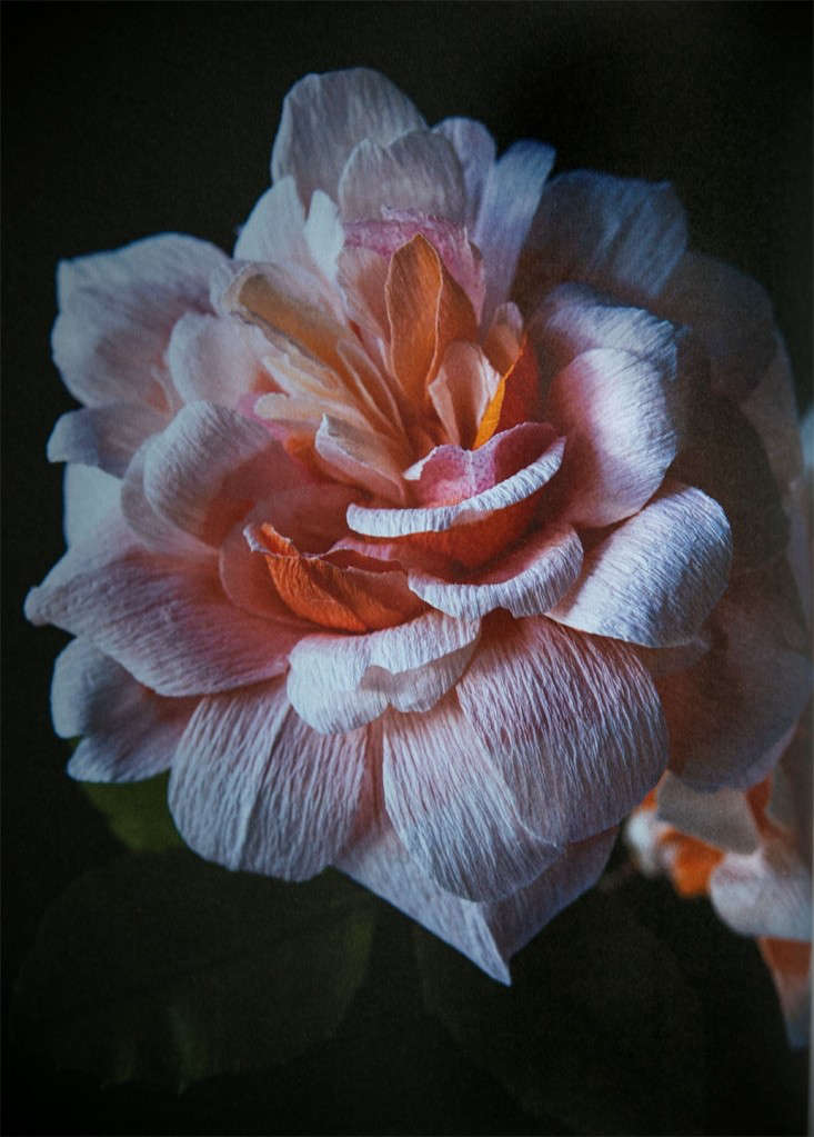 A rose that never fades; the author shares instructions on how to recreate her favorite flower, the large Rosa Perle D&#8\2\17;or.