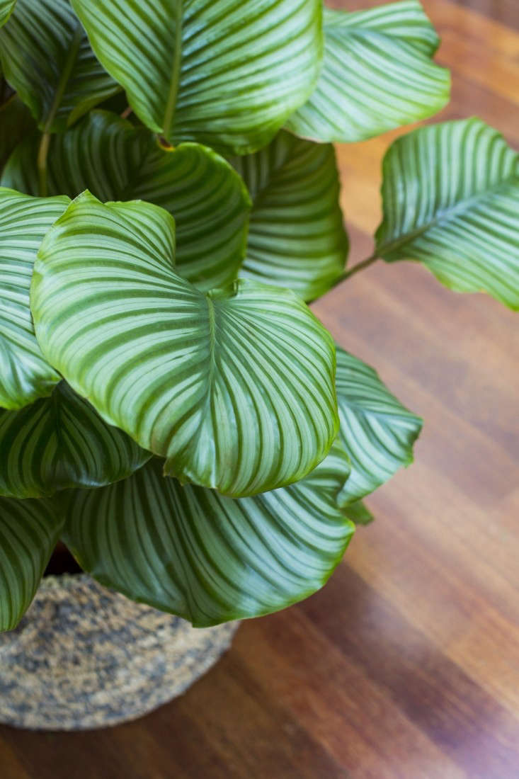 The glossy leaves of Calathea orbifolia.