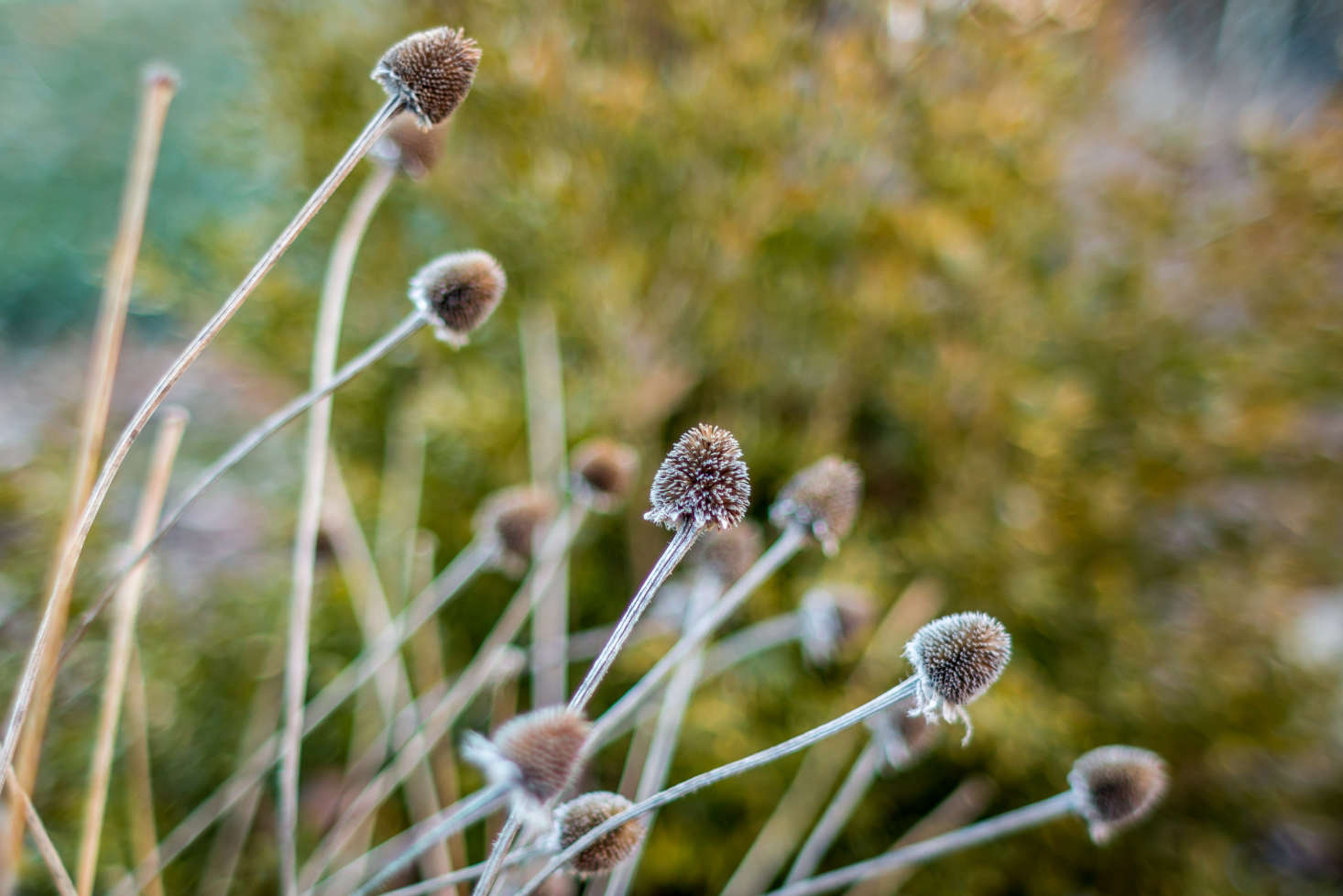 Rudbeckia in January, against a boxwood backdrop. Photograph by Fred Ortlip via Flickr.