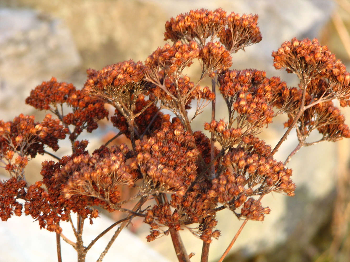 Sedum in December. Photograph by Alison Squiers via Flickr.