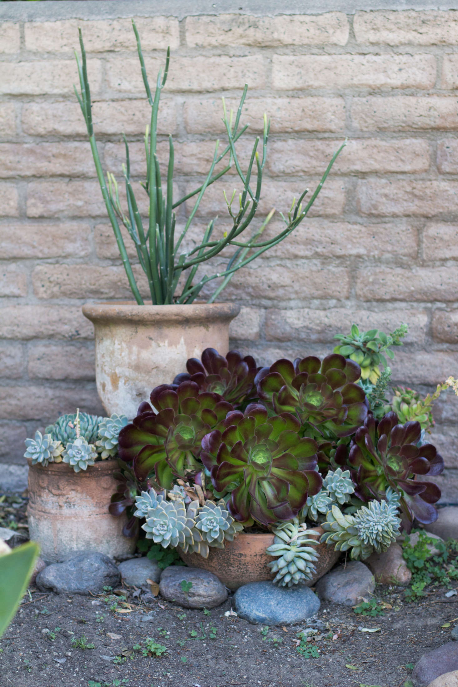 One aspect of the book that I greatly appreciate are the images of well-established plants, giving the reader a more accurate understanding and appreciation of the ultimate size of some of these towering and humongous prickly specimens.