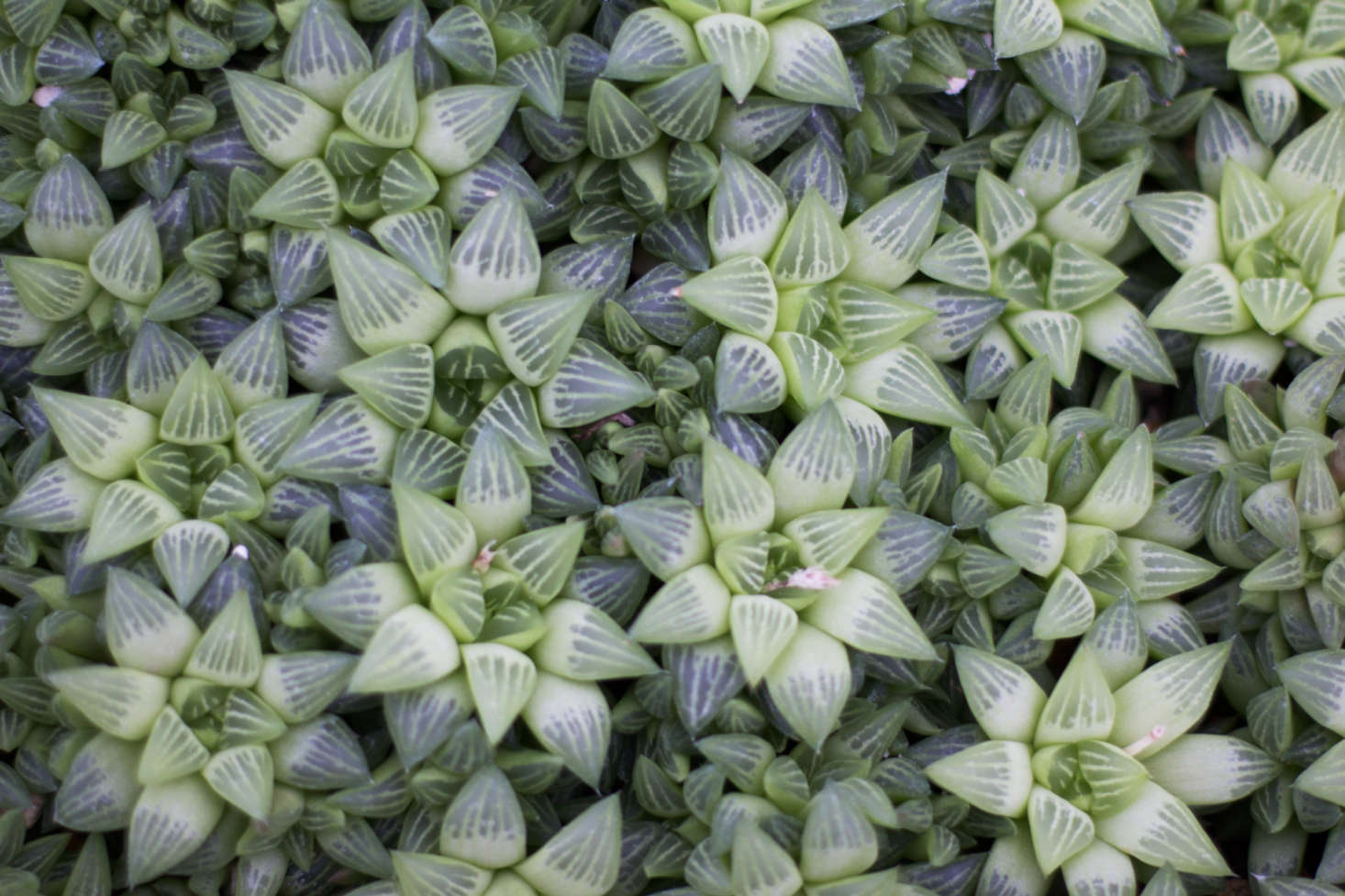 The book profiles more than 0 plants, both well-known and more obscure types, and most succulents and cactus are fuss-free if you know what you are doing—and here is where the book comes in.