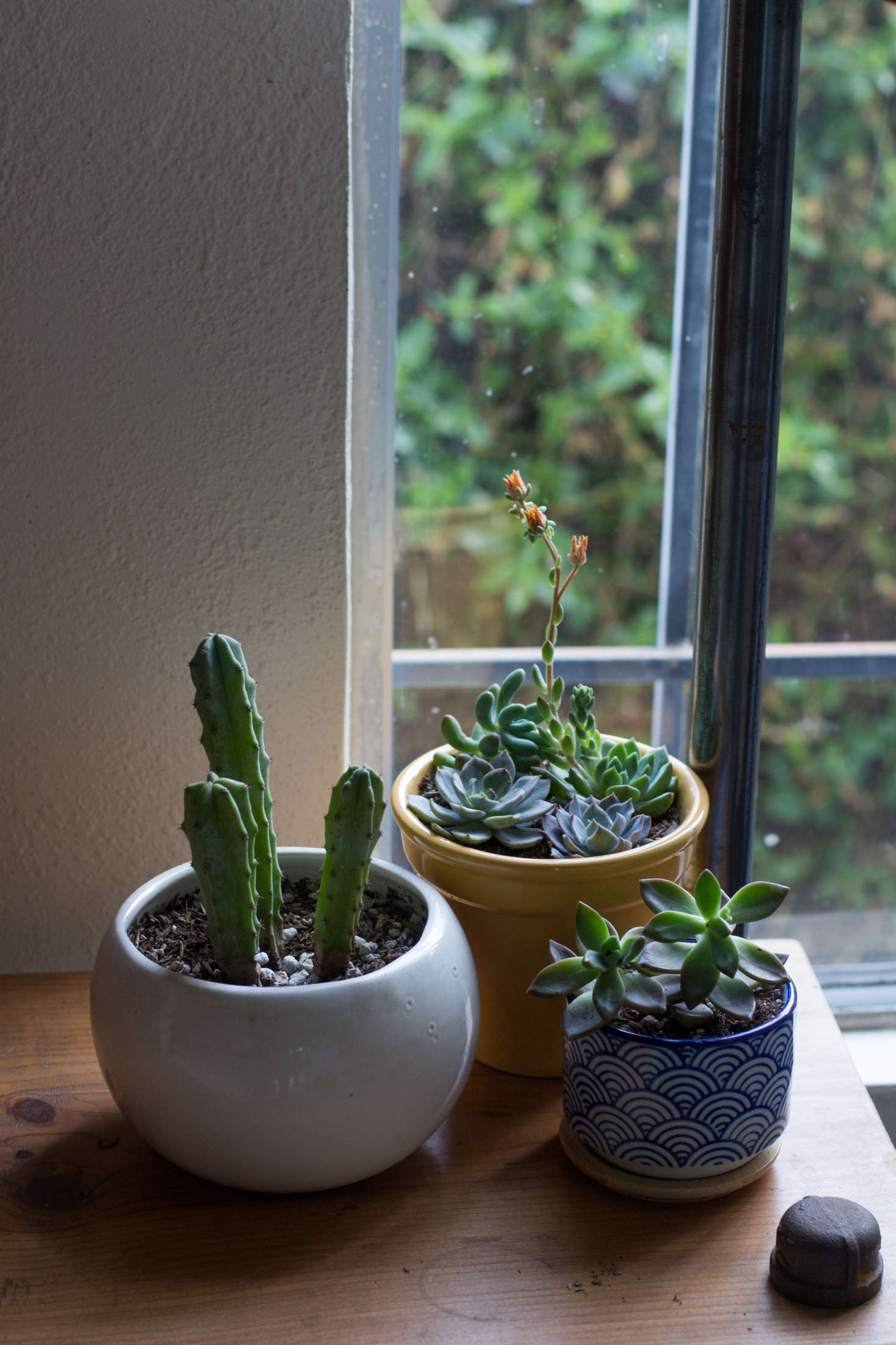 Success With Succulents is a gardener