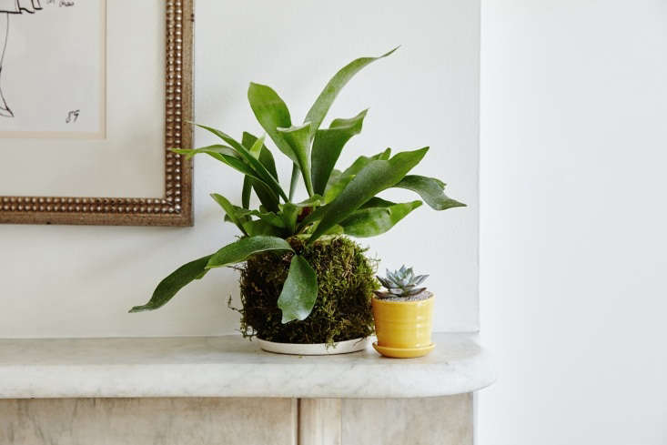 A Sill installation on a customer&#8\2\17;s Brooklyn mantel: a kokedama, a Japanese-style root ball, and a Echeveria &#8\2\16;Lola&#8\2\17; in an Ezra Planter; \$\29.50.