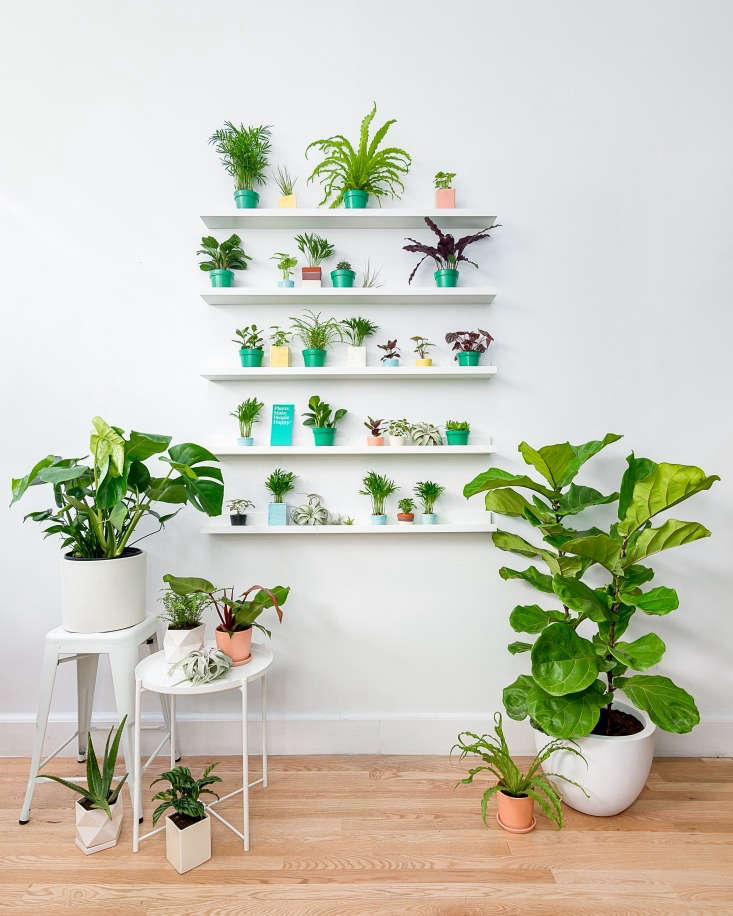 Display shelves show The Sill&#8\2\17;s array of low-light &#8\2\20;plants for beginners&#8\2\2\1; and signature pots. Info cards on each specimen offer distilled instructions, including &#8\2\20;sad plant signs&#8\2\2\1; and how to respond to them.