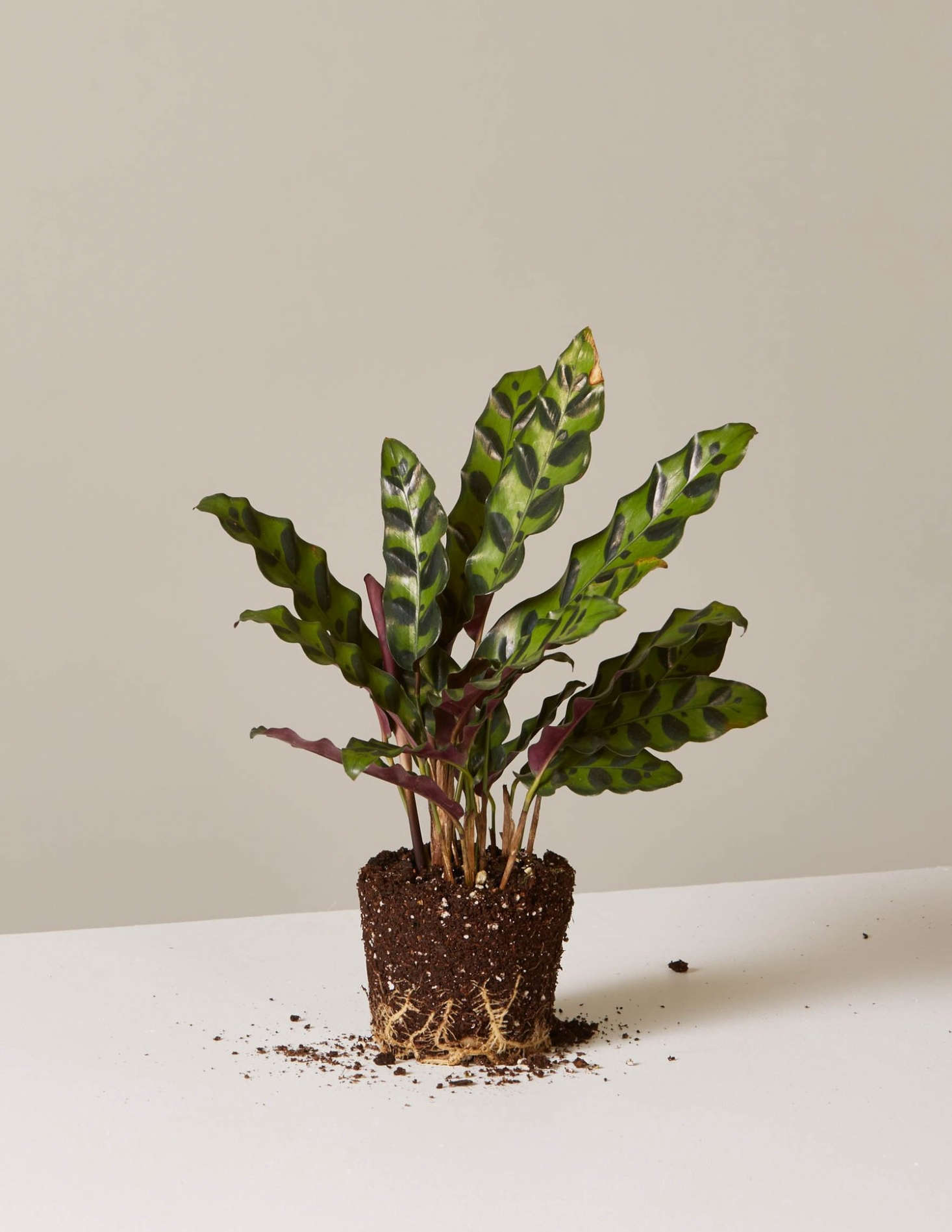 Blank predicts that the Calathea 