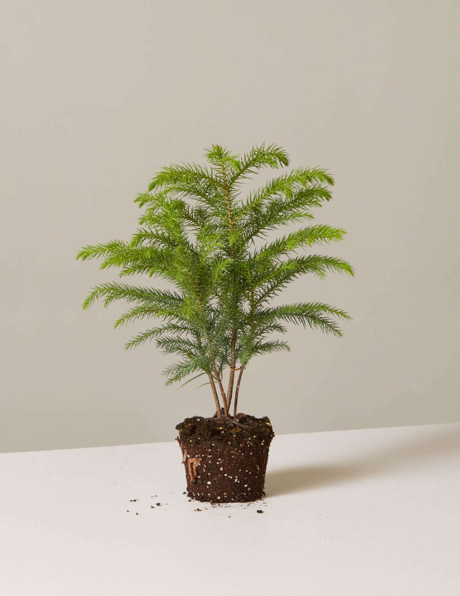A potted Christmas tree that