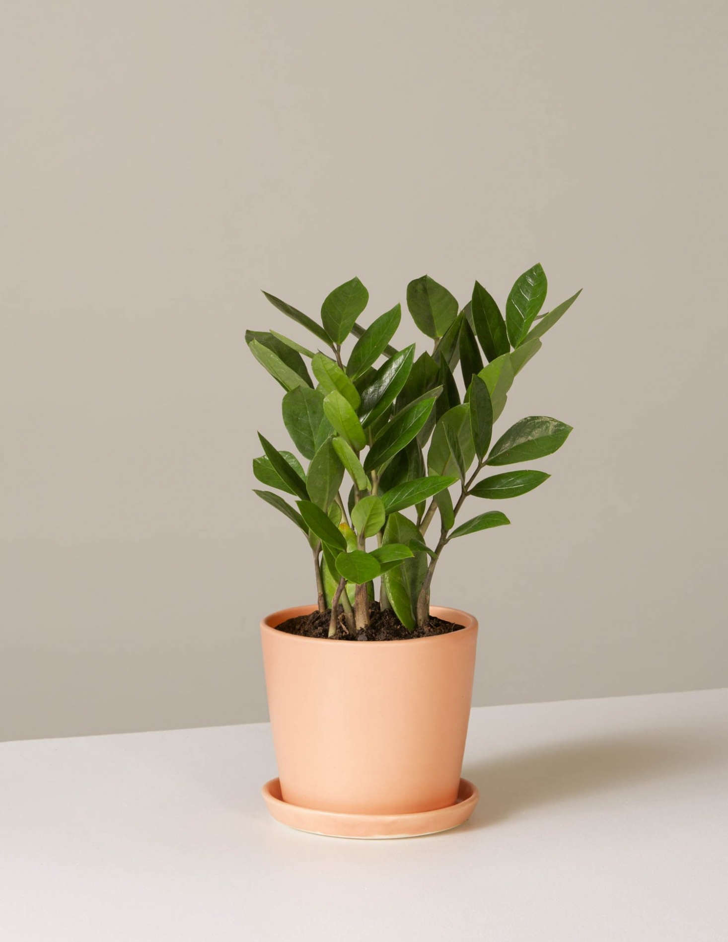 One of the least-demanding houseplants out there, Zamioculcas zamiifolia, the ZZ plant, is a favorite Sill starter option: it