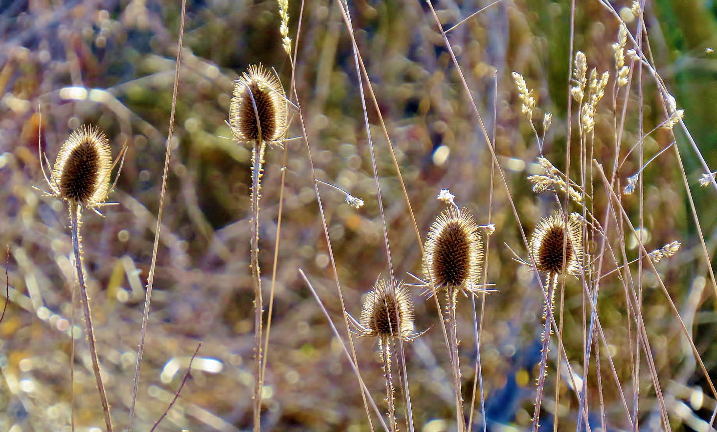 Thistles in February. Photograph by Feathering the Nest via Flickr.