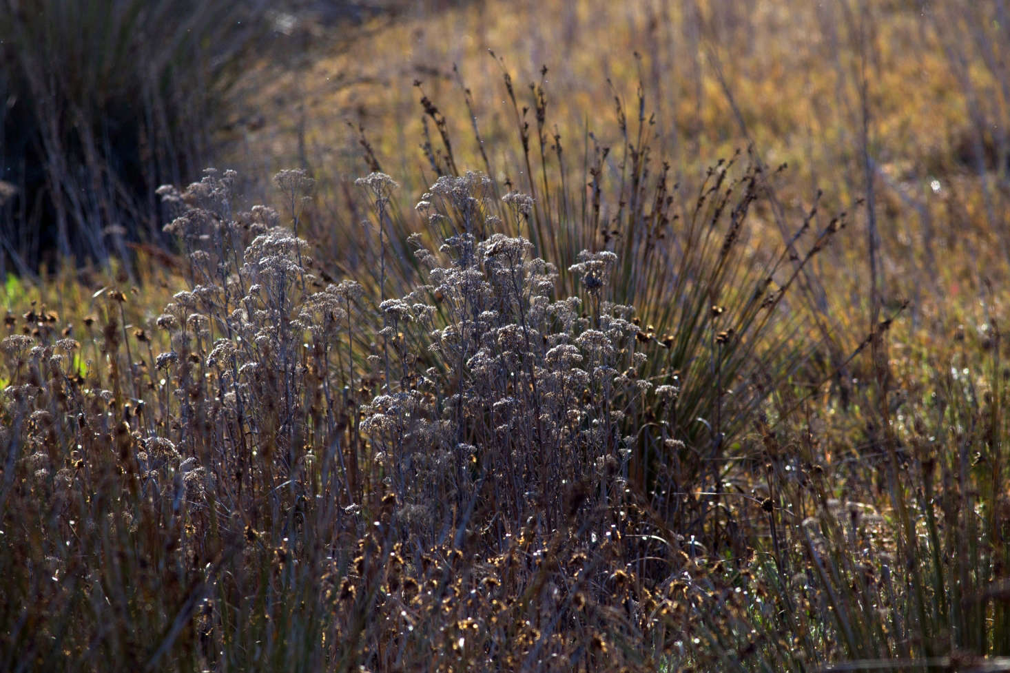 Grasses and perennials in December at Torrey Pines Nature Reserve in La Jolla, California. Photograph by Anne Reeves via Flickr.