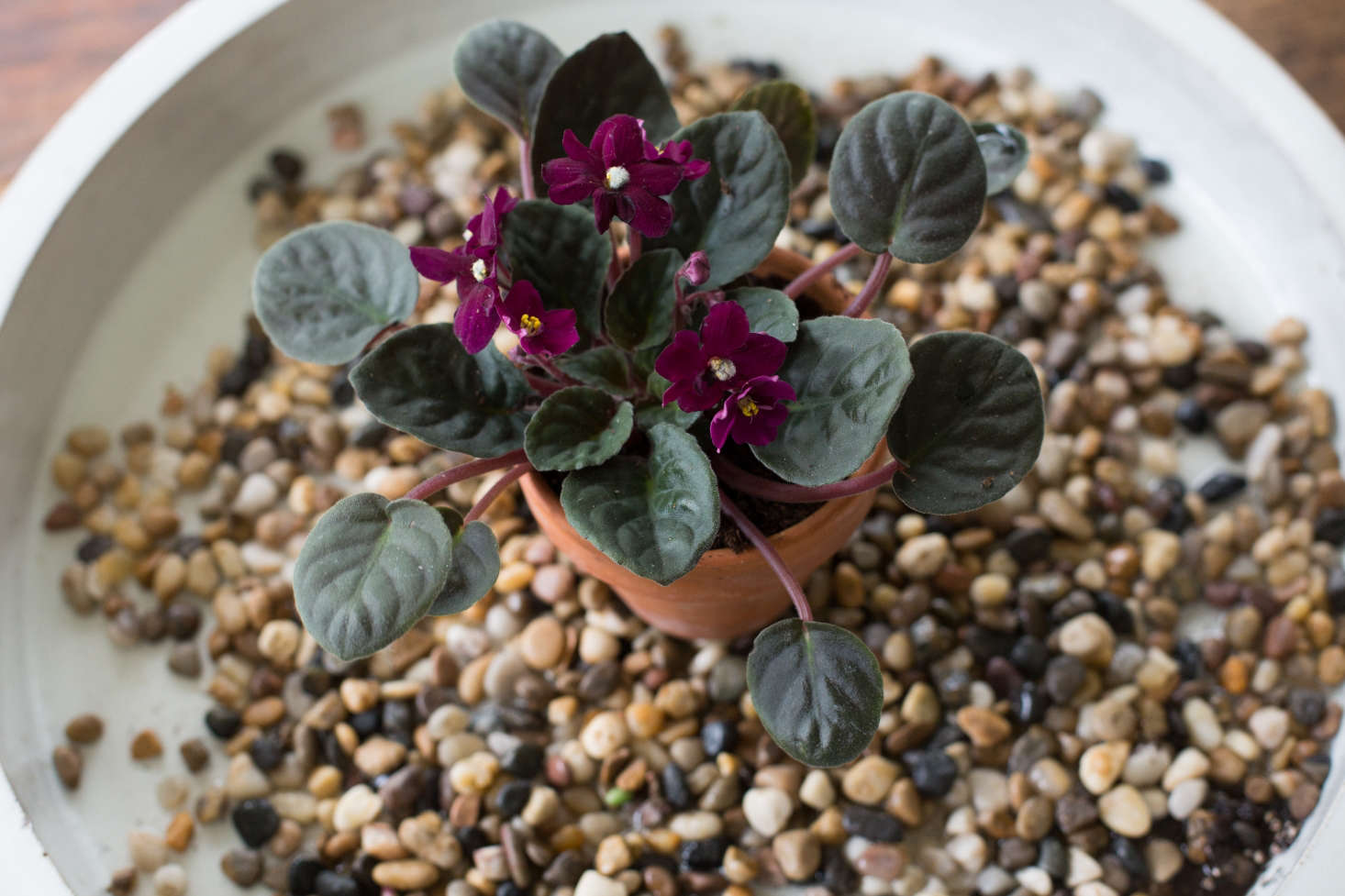 African violets thrive in humid conditions. Increase humidity levels by setting their pots on a layer of wet gravel; as the water evaporates, they