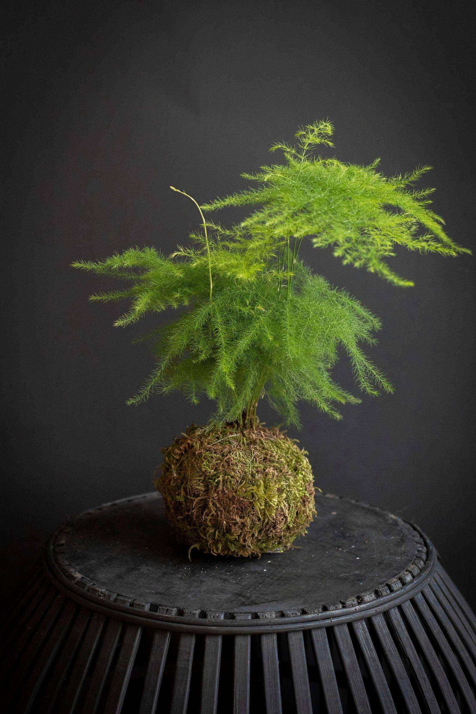 Gardening 101 Asparagus Ferns