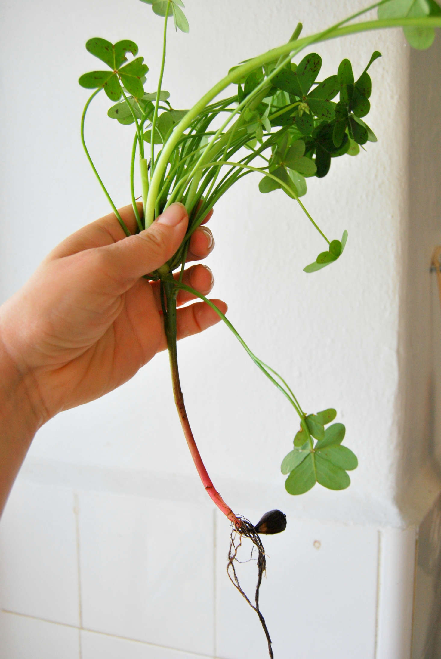 Bermuda Buttercup Rethinking a Perennial Garden Weed Gardenista