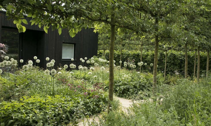 A snowy, exuberant meadow of alliums blooms in a Gatehouse Garden: A Dramatic Black Backdrop for a White Wildflower Meadow. Photograph by Rosangela Photography, courtesy of Stefano Marinaz Landscape Architecture.