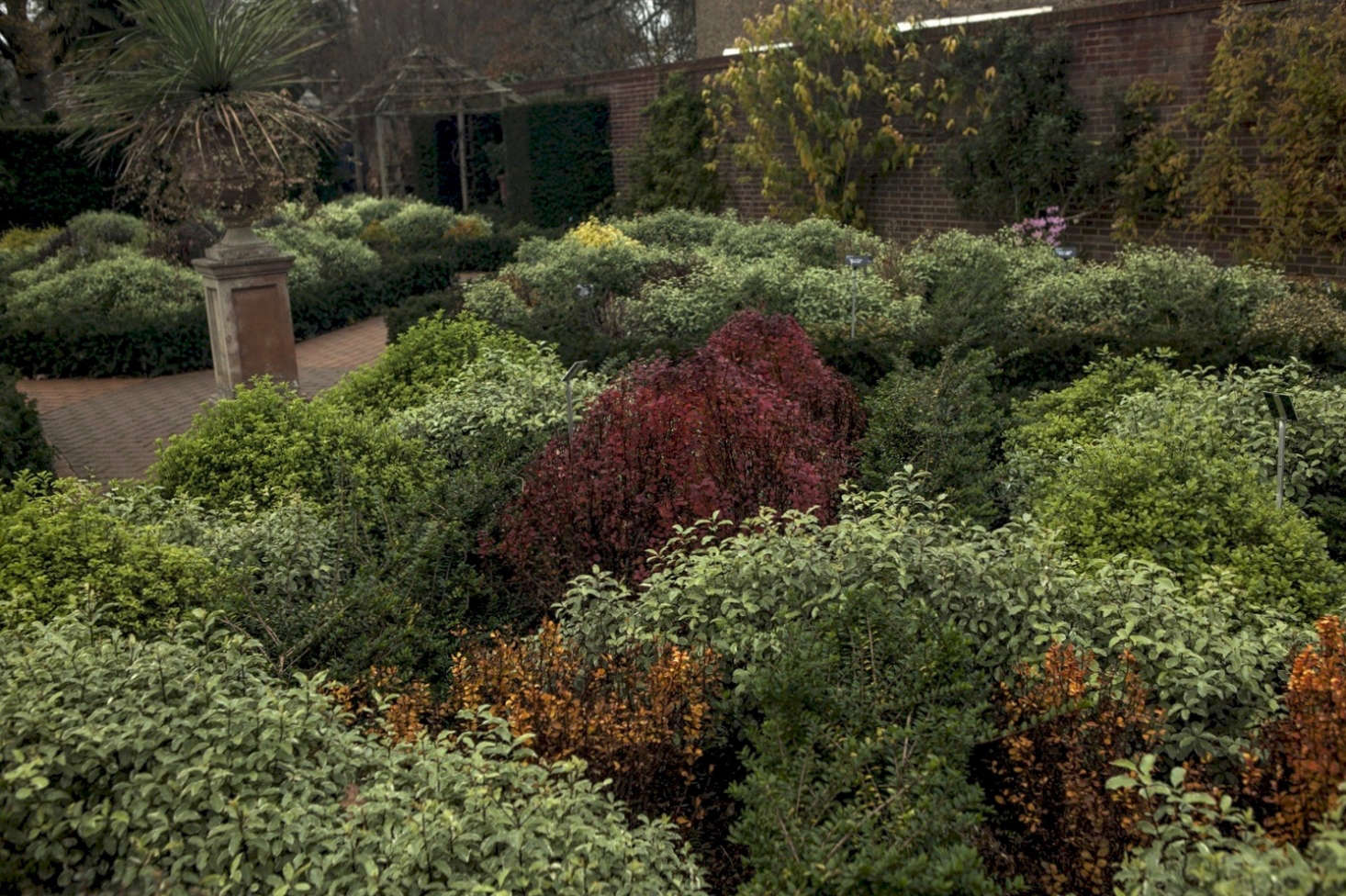 Red, orange and purple berberis are a standout in autumn and early winter.