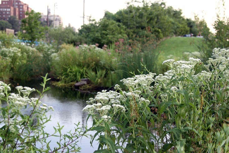 Boneset (Eupatorium perfoliatum) in bloom at Brooklyn Bridge Park. Photograph by Erin Boyle.