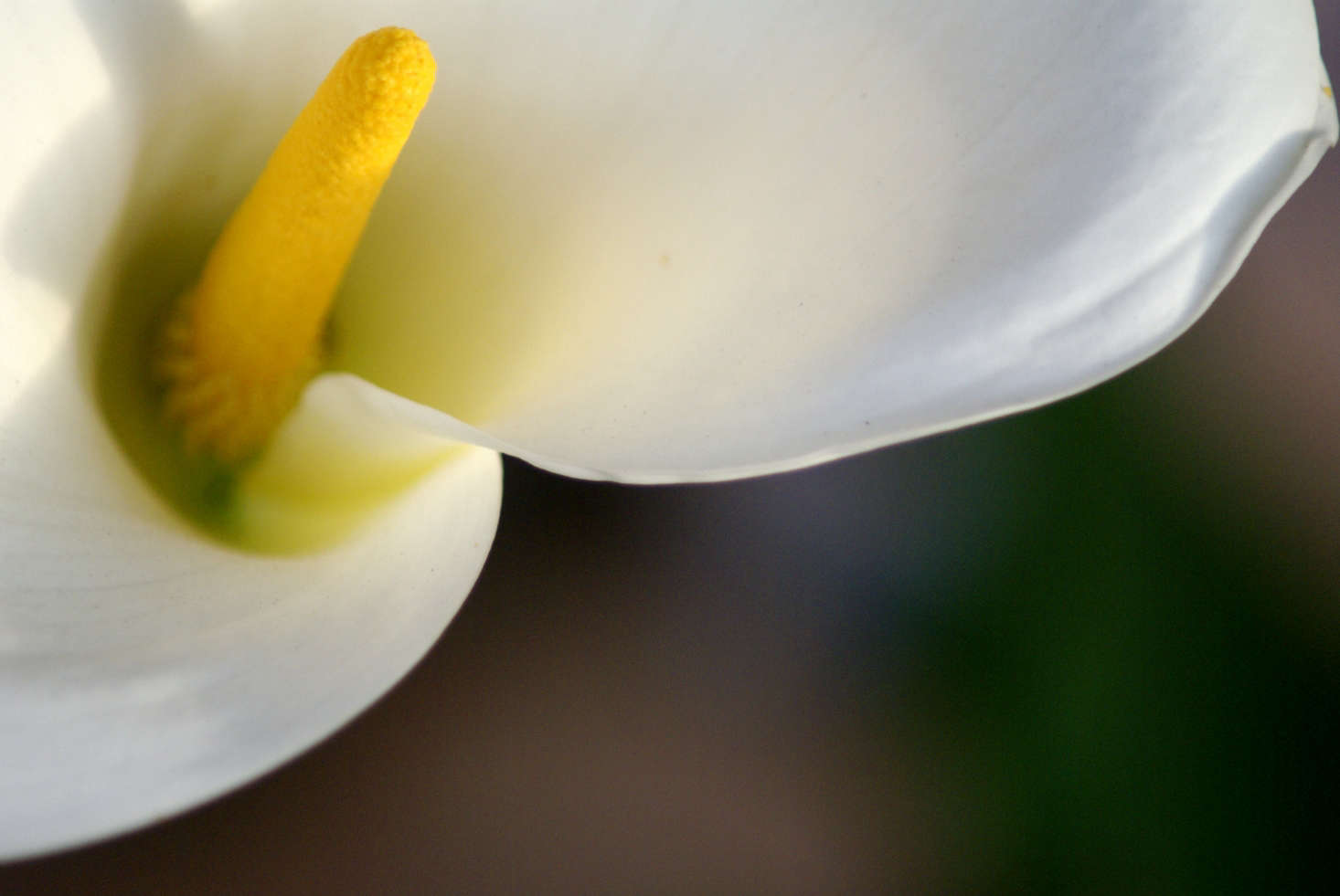 Photograph by ClatieK via Flickr.