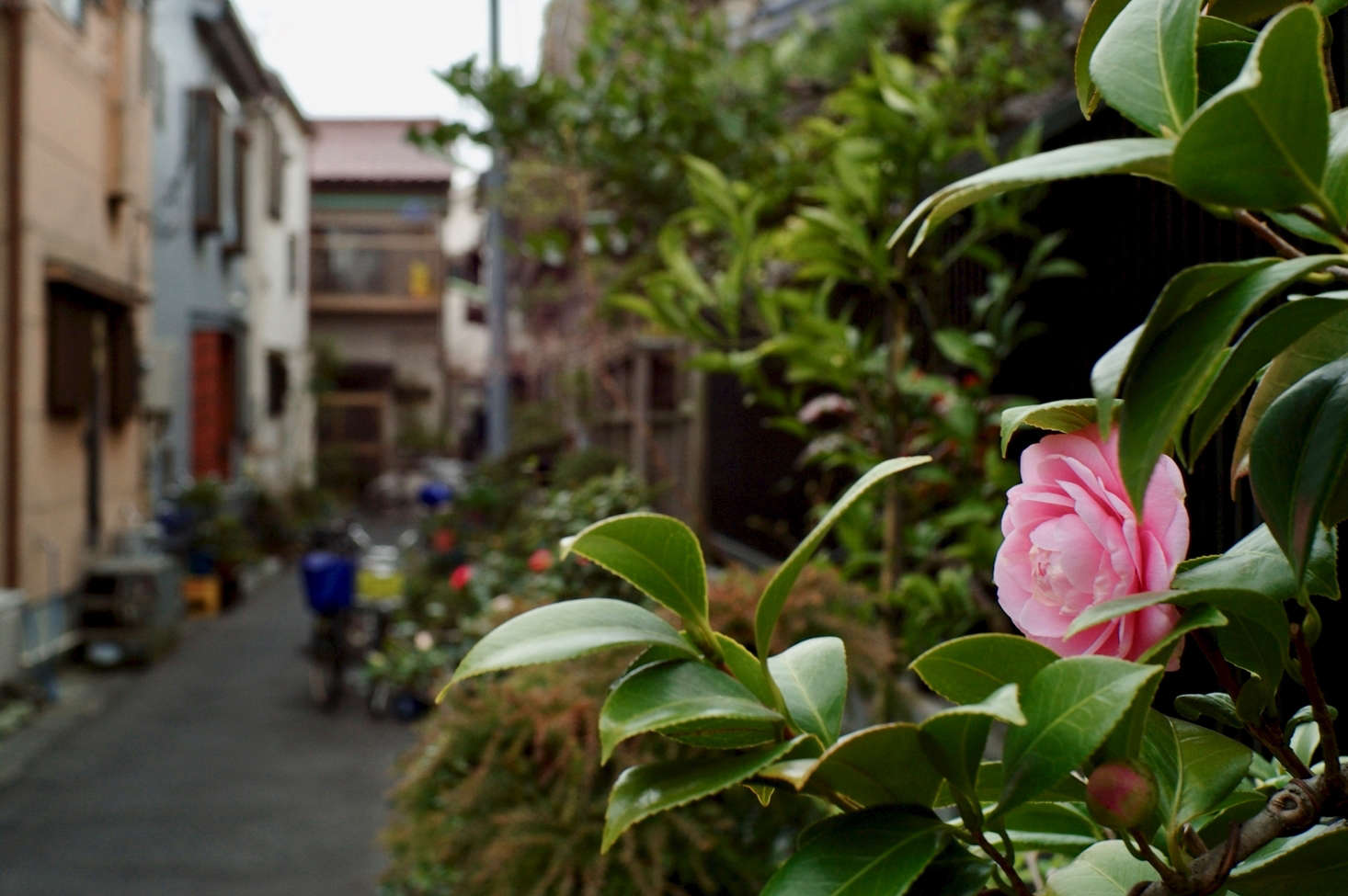 A camellia shrub in bloom in Tokyo. Photograph by Mrhayata via Flickr.