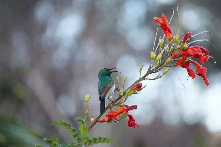 Beside the South American Cestrum is a large cape honeysuckle shrub, Tecomaria capensis, another food source for sunbirds. The southern African native tolerates long periods of drought.