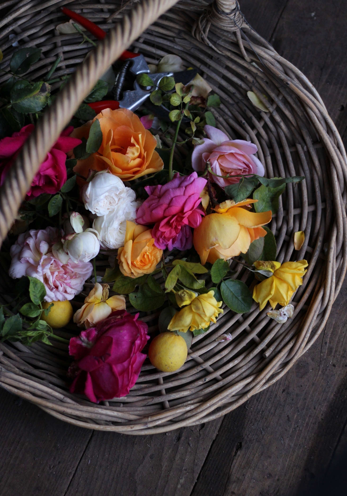 ‘Julia Child’ at center. Danielle uses open flat baskets when harvesting.