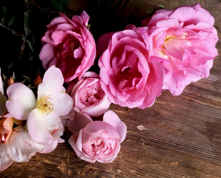 ‘Sally Holmes’ has earned an RHS award of merit and is, according to English breeder David Austin, ‘almost always in bloom’. Pictured with ‘D. A. Kathryn Morley’, the deeper pink ‘Grande Dame’ and at right ‘Climbing Shot Silk’.