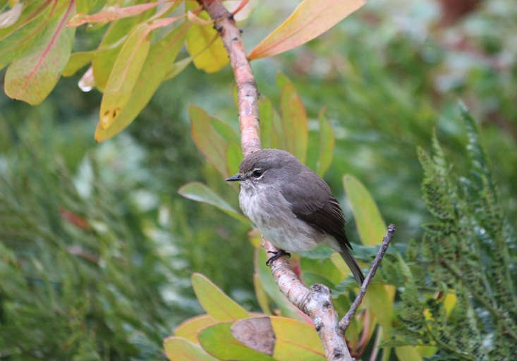 Birds are an integral part of my mother&#8\2\17;s garden. No insecticides or herbicides are used. This little dusky flycatcher is on insect patrol, and helps out by performing aerobatics in pursuit of flying insects. Here, he is perched on the stem of a protea.