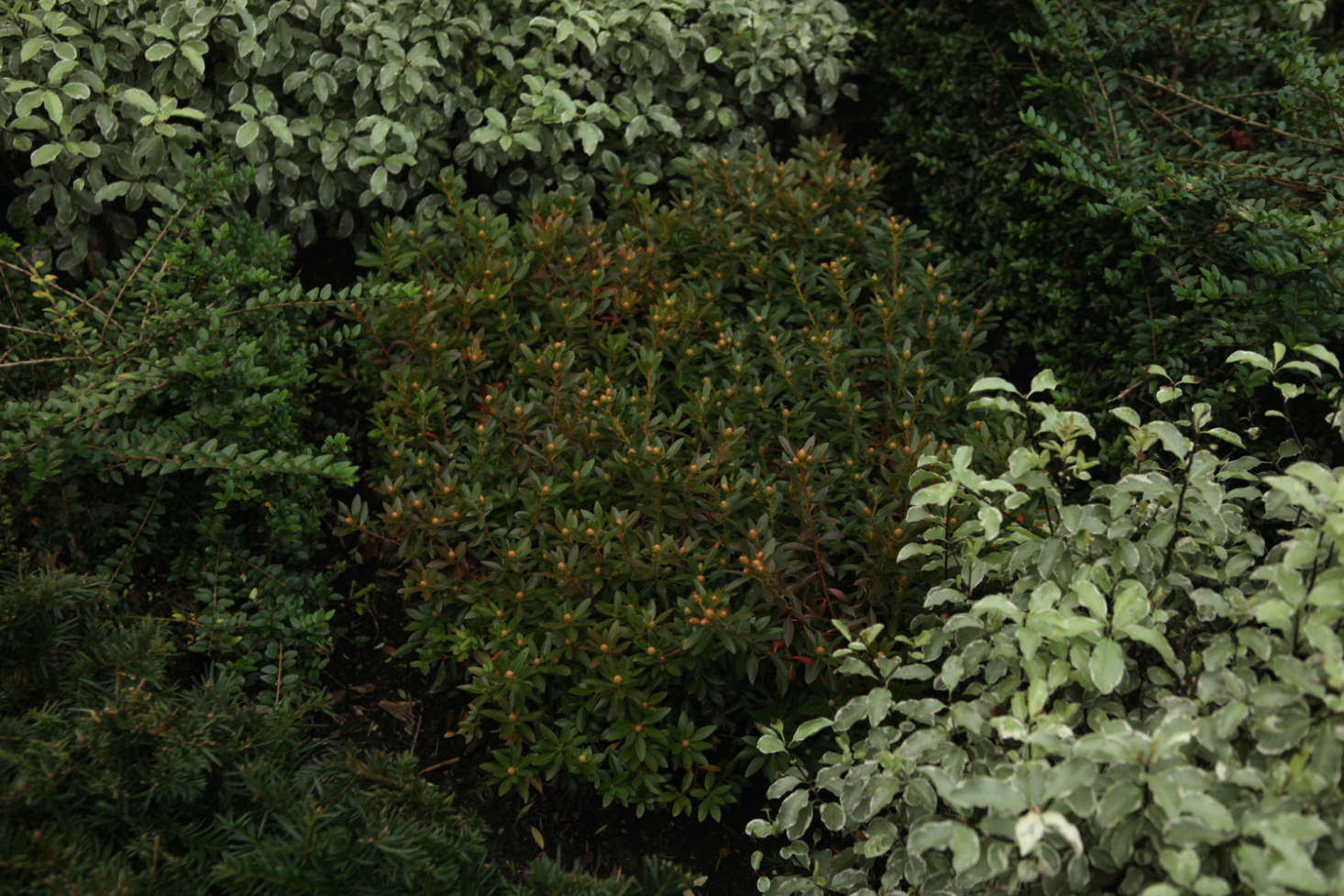 Rhododendron Bloombux (