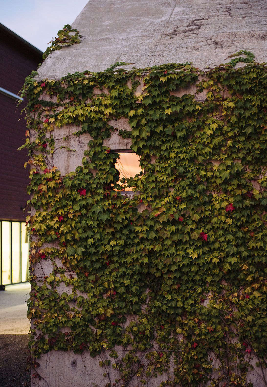 The ivy cover forces the studio to shift with the seasons: Boston ivy leaves 