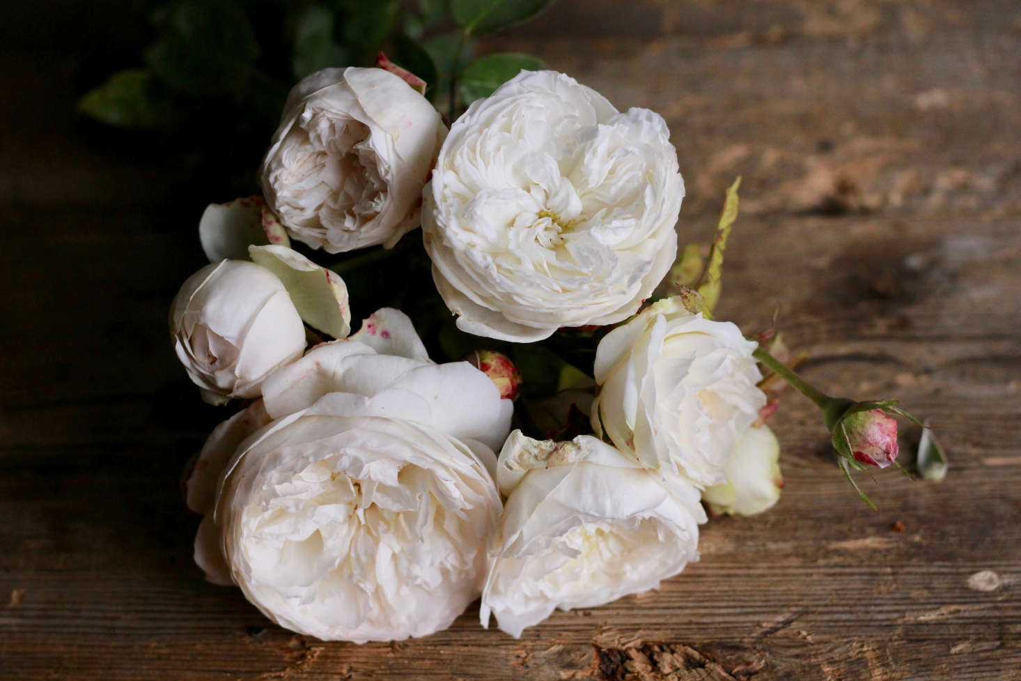 The English shrub rose ‘Fair Bianca’. Strongly scented, this rose has a tidy habit, growing to only