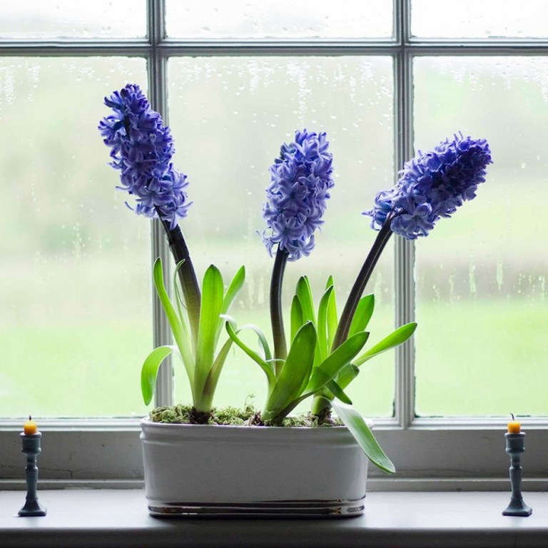 10 Easy Pieces Flower Bulbs for Forcing Gardenista