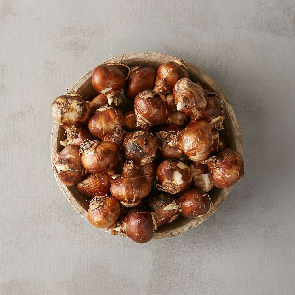 10 Easy Pieces Flower Bulbs for Forcing Gardenista