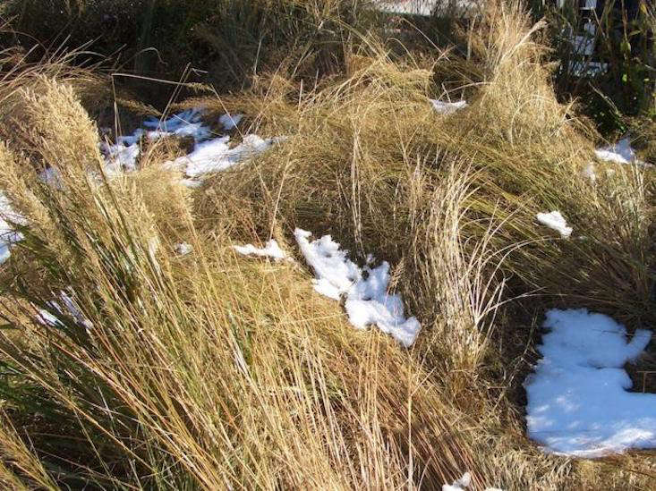 Snow collected on the ornamental grasses on the High Line after Hurricane Sandy in data-src=