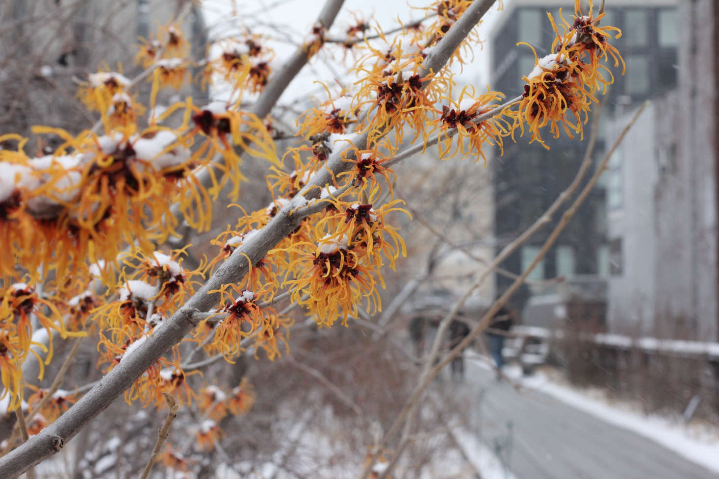 Snow collects on the branches of Hamamelis x intermedia ‘Jelena’, a witch hazel on the High Line. Photograph courtesy of the High Line.