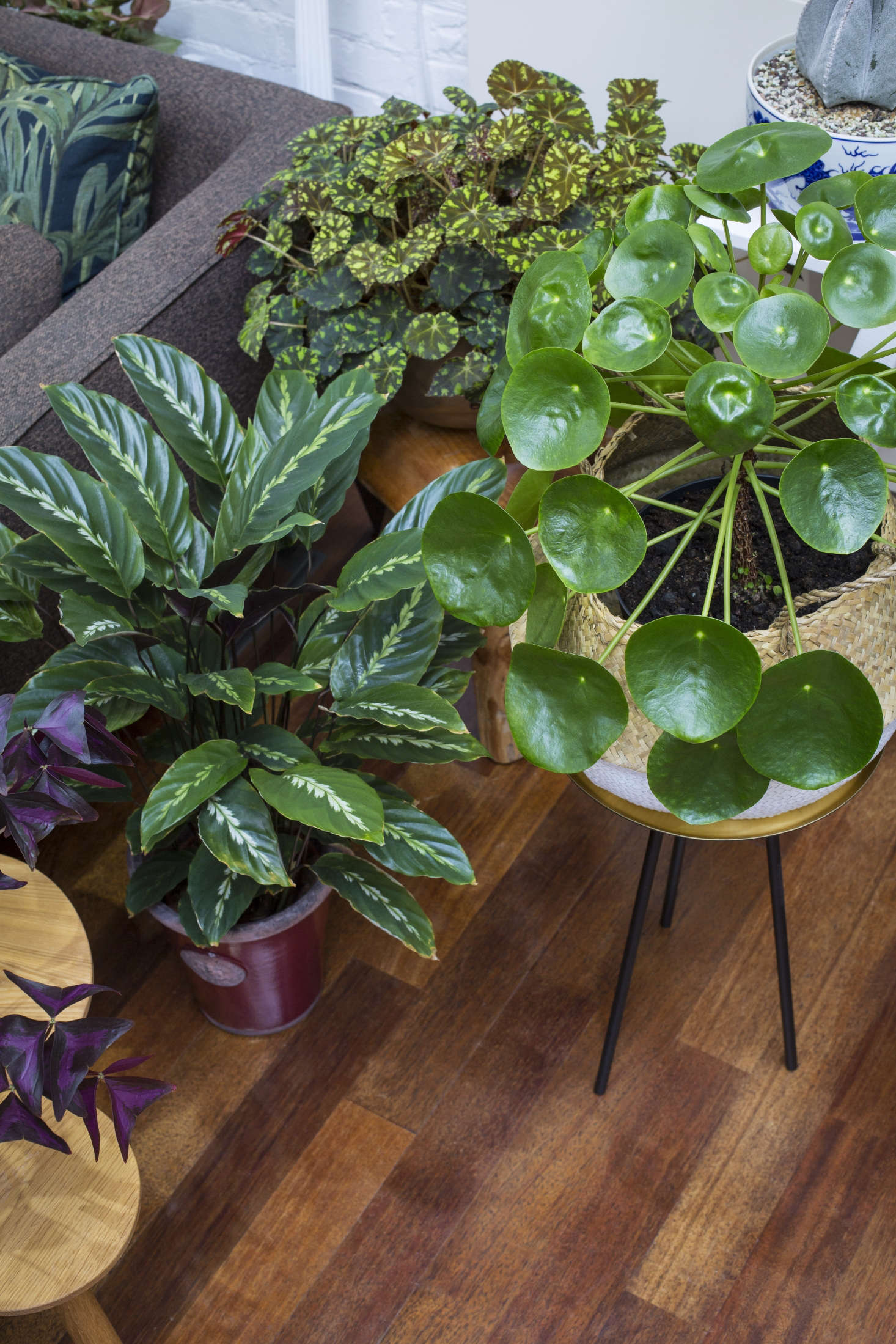Jamie Song's house full of house plants , London Novemebr 2017, UK