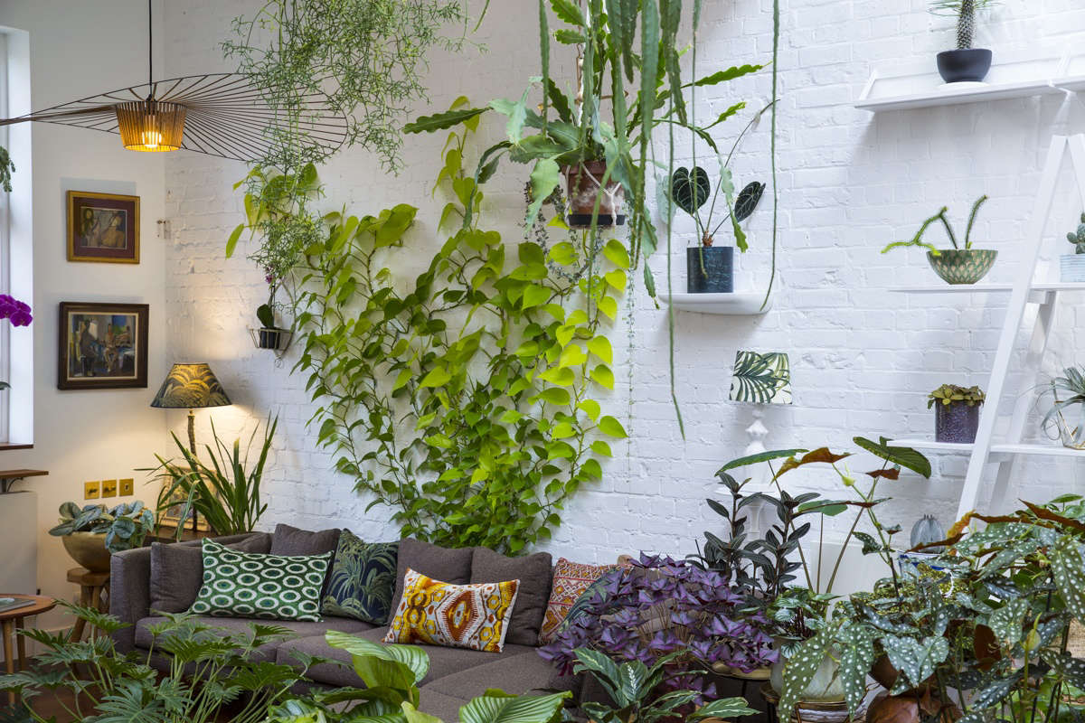 Absolutely everyone wants to know what the plant is that creeps up the white painted brick walls behind his sofa—and how it stays there. It