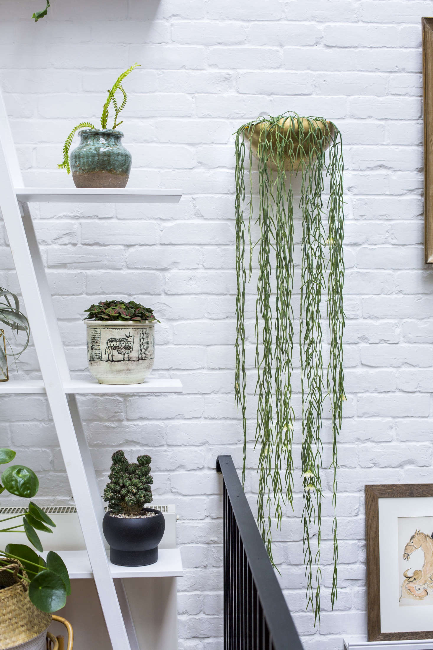 A Hoya linearis (also known as a wax plant) cascades in waves from a wall-mounted planter.